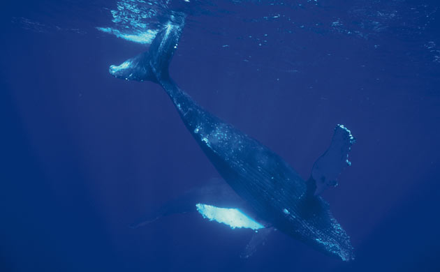 Humpback whale swimming underwater