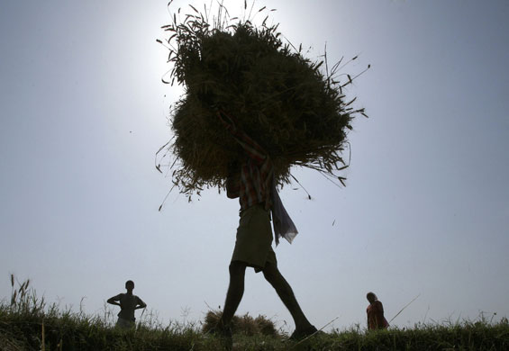 28 April 2009: Jammu, Afghanistan: A farmer carries harvested wheat crop