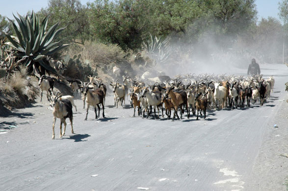 La Gloria village : La Gloria village where swine flu apparently originated