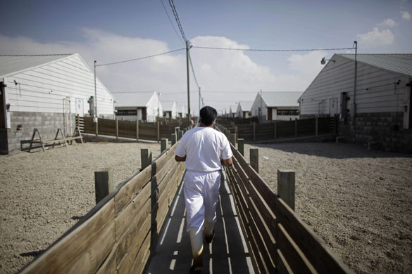 Swine flu La Gloria: An employee works on a pig farm run by Granjas Carroll de Mexico. 