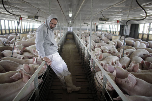 Swine flu La Gloria: Victor Calderon, General Director of Granjas Carroll de Mexico, with pigs.