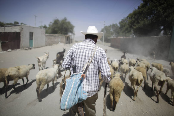 29 April 2009: La Gloria, Mexico: A man herds a flock of sheep and goats
