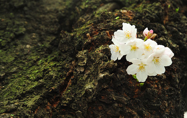 Week in Wildlife: Cherry blossoms on the trunk of a tree