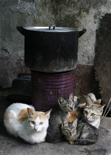 Week in Wildlife: Cats sit in front of a pot in Vietnam's northern Hoa Binh province