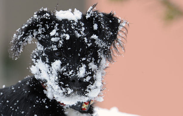 Week in Wildlife: A snow covered mix breed dog in Lofer, Austria