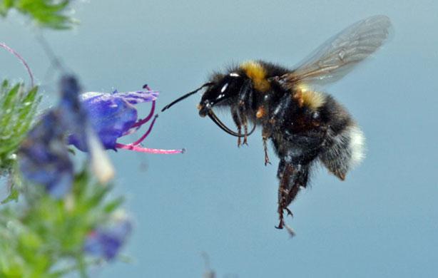 UK Native Bumblebees: British Waterways survey: Hortorum- garden bumblebee