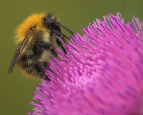 UK Native Bumblebees: British Waterways survey: Common carder bumblebee