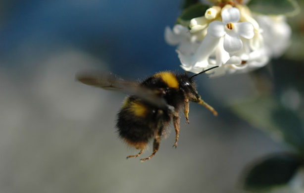 UK Native Bumblebees British Waterways survey: Prat queen-early bumblebee