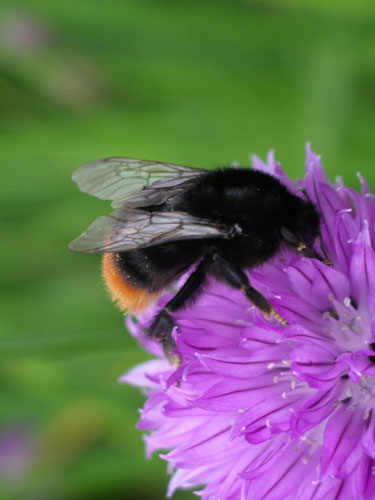 UK Native Bumblebees: British Waterways survey: Red-tailed bumblebee