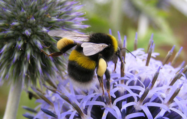 UK Native Bumblebees: British Waterways survey: White-tailed bumblebee