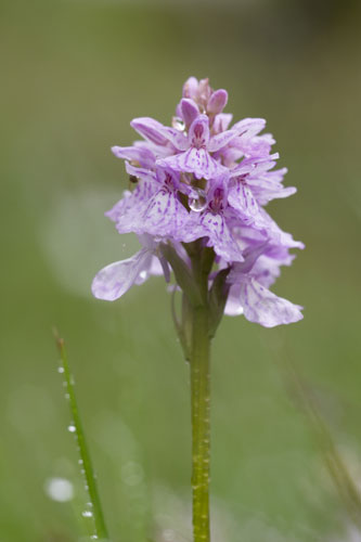 Wicken Fen: Common Spotted Orchid