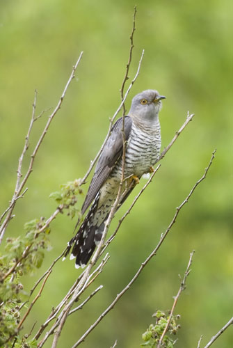 Wicken Fen: Cuckoo