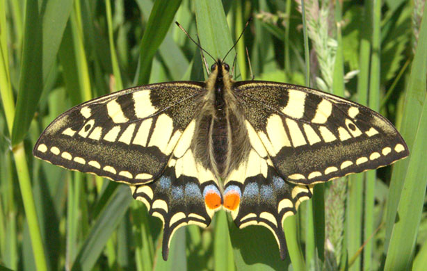 Wicken Fen: Swallowtail  Butterfly 