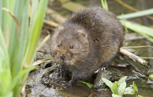 Wicken Fen: Water vole
