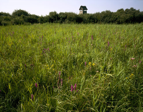 Wicken Fen: Tower Hide at Wicken Fen