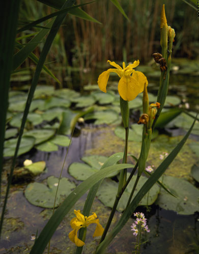 Wicken Fen: Yellow Flag Iris by the lily pond