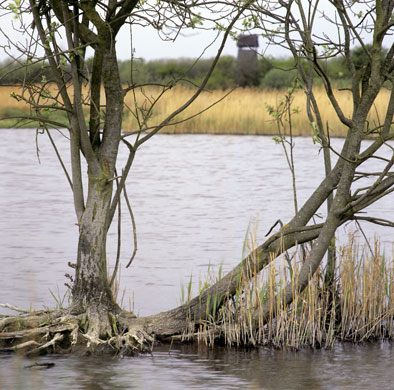 Wicken Fen: Drowned trees in the waterways