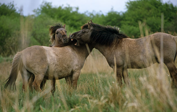 Wicken Fen: Konik ponies