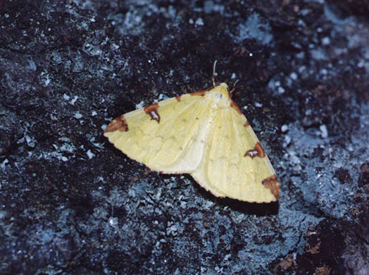 Wicken Fen: Brimstone moth