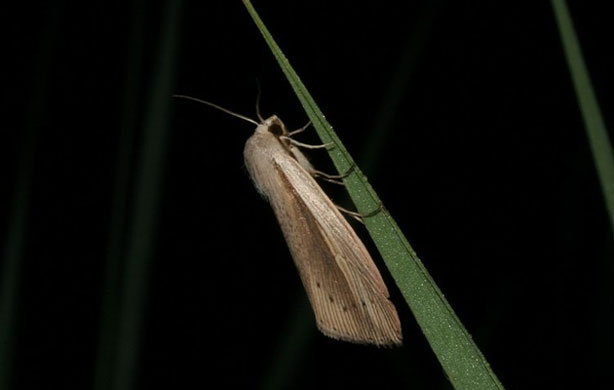 Wicken Fen: Flame wainscot moth