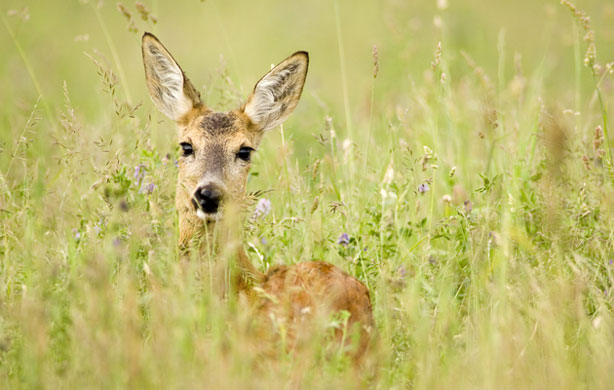 Wicken Fen: Roe deer in meadow close-up