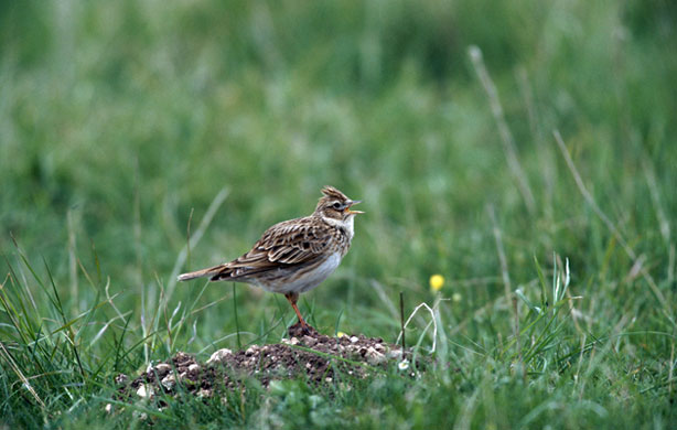 Wicken Fen: Skylark Singing On Ground (Alauda Arvensis)