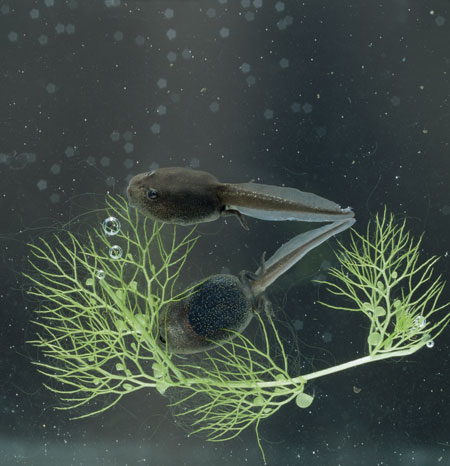 Wicken Fen: Common European toad tadpoles {Bufo bufo} amongst Bladderwort, Britain