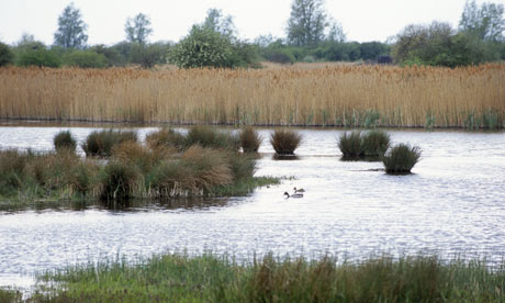 Wicken Fen: View of water fowl across the mere