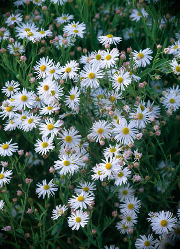 Gardens: Spring plants: Erigeron Annuus