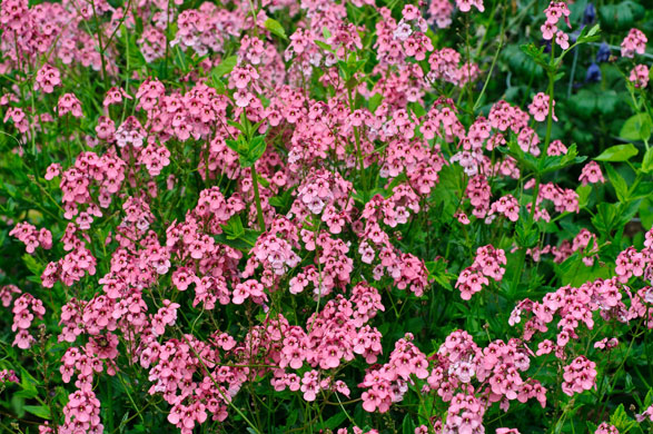 Gardens: Spring plants: Diascia personata