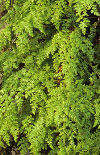 Gardens: Spring plants: Lygodium japonicum
