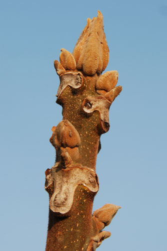 Gardens: Spring plants: Juglans mandshurica