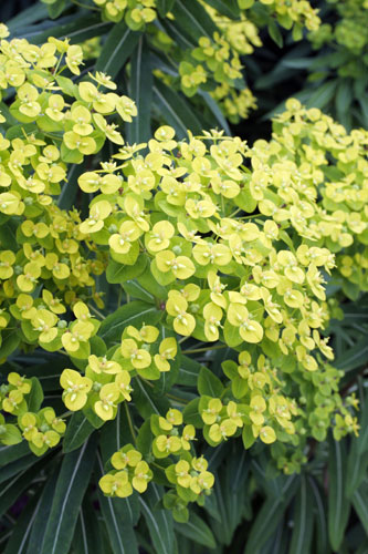 Gardens: Spring plants: Euphorbia Donnii 'Amjilassa'
