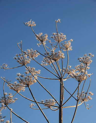 Gardens: Spring plants: Peucedanum verticillare