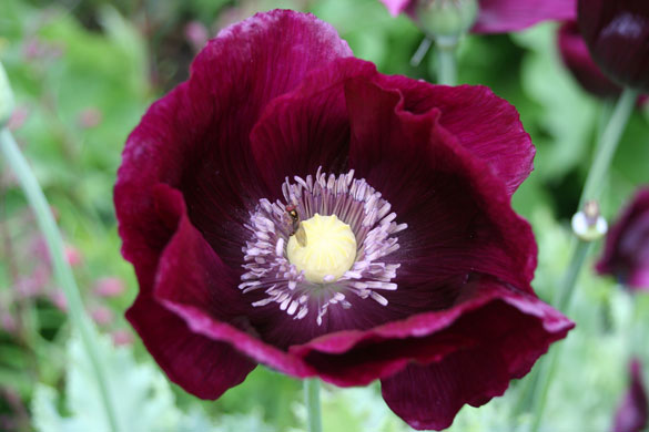 Gardens: Spring plants: Papaver somniferum 'Lauren's Grape'
