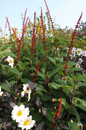 Gardens: Spring plants: Salvia confertiflora