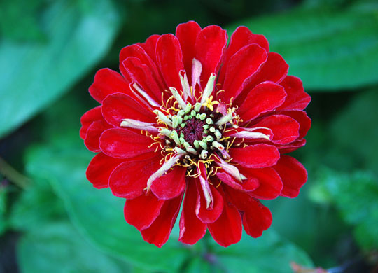 Gardens: Spring plants: Zinnia 'Benary's Giant Deep Red'
