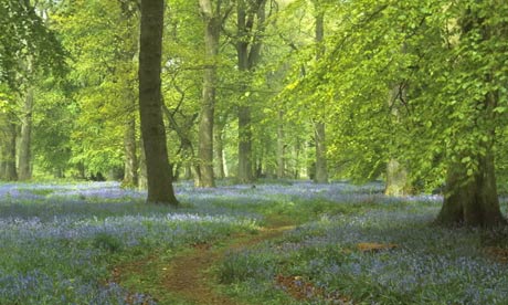 The Forest of Dean is England's first national forest park