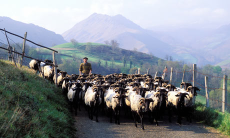 shepherding sheep