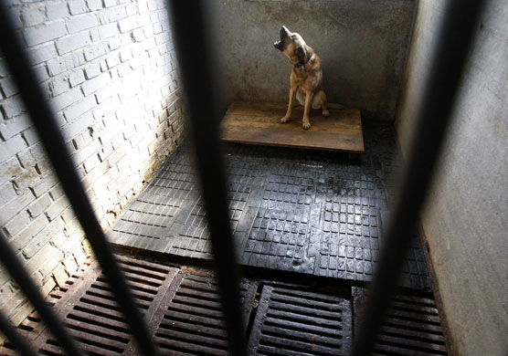 24 hours in pictures: A dog sits in its cage at a state-run dogs' home in Ukraine 