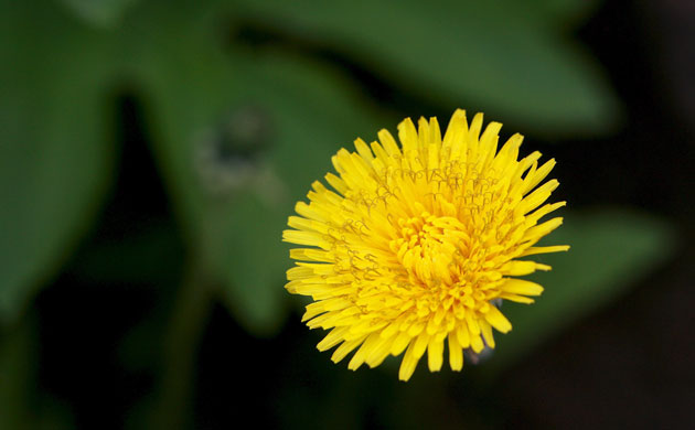 Week in Wildlife: Dandelion flower