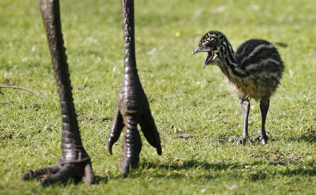 Week in Wildlife: An emu chick