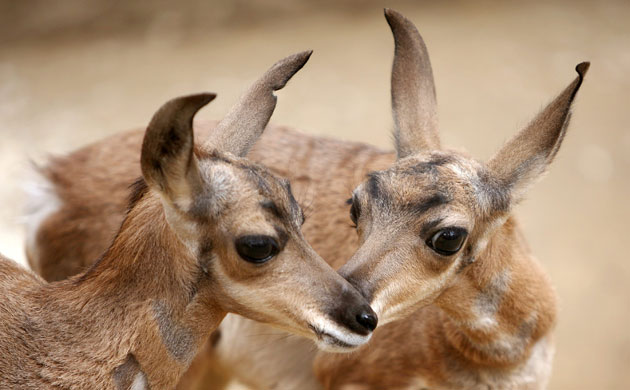 Week in Wildlife: LA Zoo Celebrates New Births, Including Rare Peninsular Pronghorns