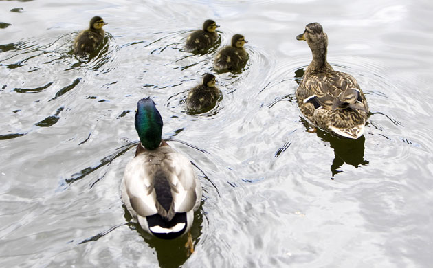 Week in Wildlife: Newborn ducklings swim alongside their mother in a park in Madrid