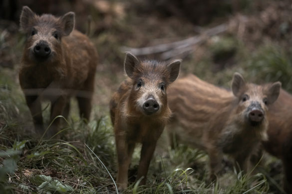 Week in Wildlife: Wild boar piglets in the Forest of Dean