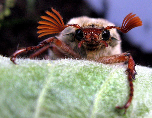 Week in Wildlife: Cockchafer