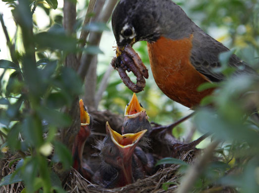 Week in Wildlife: A robin feeds young chicks