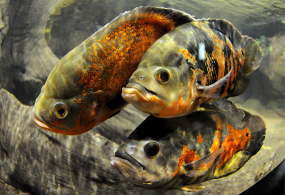 Week in Wildlife: Aquarium in Gdynia