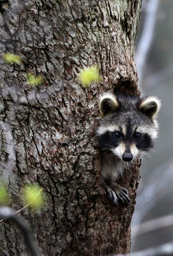 Week in Wildlife: A raccoon peers out from a hole Moreland Hills, Ohio