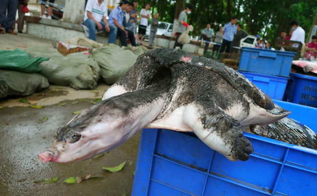 Week in Wildlife: Crackdown on the illegal trafficking of wild animals Nanning Guangxi China